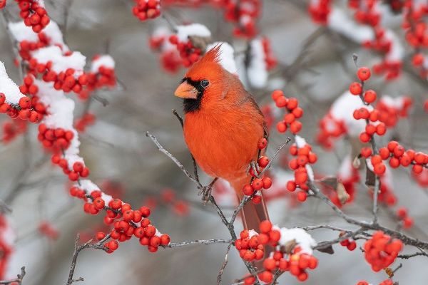 Northern Cardinal male in Winterberry bush in winter-Marion County-Illinois